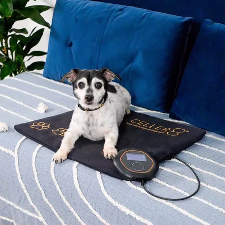 Small dog lying on a CELLER8 pet pemf mat on a couch.