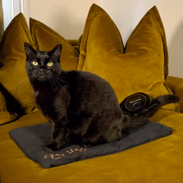 Black cat sitting on a CELLER8 PEMF pet mat on a sofa